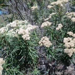 Cassinia aculeata subsp. aculeata (Dolly Bush, Common Cassinia, Dogwood) at Torrens, ACT - 13 Feb 2019 by RosemaryRoth