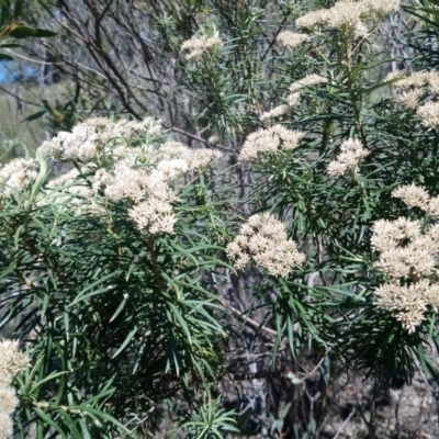 Cassinia aculeata subsp. aculeata (Dolly Bush, Common Cassinia, Dogwood) at Torrens, ACT - 13 Feb 2019 by RosemaryRoth