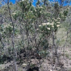 Cassinia aculeata subsp. aculeata at Torrens, ACT - 13 Feb 2019 11:37 AM