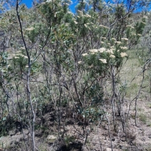 Cassinia aculeata subsp. aculeata at Torrens, ACT - 13 Feb 2019