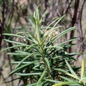 Cassinia aculeata subsp. aculeata at Torrens, ACT - 13 Feb 2019 11:37 AM