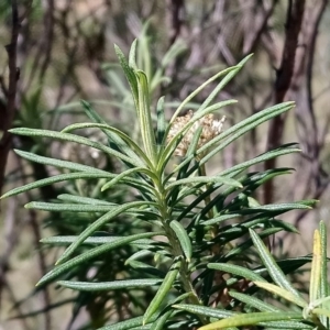 Cassinia aculeata subsp. aculeata at Torrens, ACT - 13 Feb 2019