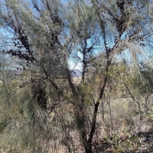 Allocasuarina verticillata at Torrens, ACT - 13 Feb 2019 11:27 AM