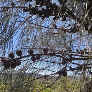 Allocasuarina verticillata at Torrens, ACT - 13 Feb 2019