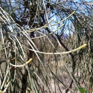 Allocasuarina verticillata at Torrens, ACT - 13 Feb 2019