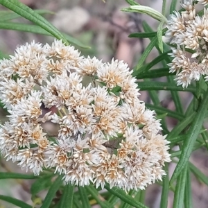 Cassinia aculeata subsp. aculeata at Kambah, ACT - 18 Feb 2019