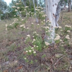 Cassinia aculeata subsp. aculeata at Kambah, ACT - 18 Feb 2019 11:07 AM