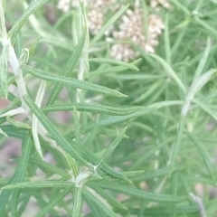 Cassinia aculeata subsp. aculeata at Kambah, ACT - 18 Feb 2019