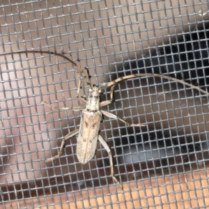 Didymocantha obliqua at Rosedale, NSW - 16 Feb 2019 08:46 PM