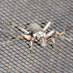 Didymocantha obliqua at Rosedale, NSW - 16 Feb 2019 08:46 PM