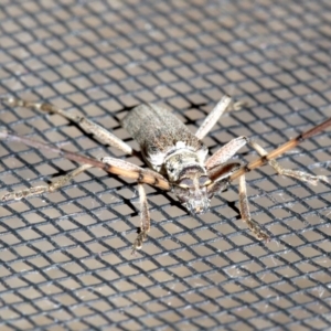 Didymocantha obliqua at Rosedale, NSW - 16 Feb 2019