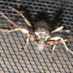 Didymocantha obliqua at Rosedale, NSW - 16 Feb 2019 08:46 PM