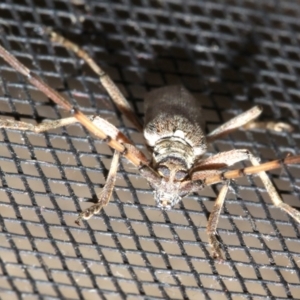 Didymocantha obliqua at Rosedale, NSW - 16 Feb 2019 08:46 PM