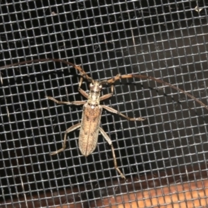 Didymocantha obliqua at Rosedale, NSW - 16 Feb 2019 08:46 PM