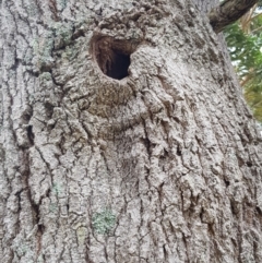 Native tree with hollow(s) (Native tree with hollow(s)) at Sanctuary Point - Basin Walking Track Bushcare - 19 Feb 2019 by aussieusch