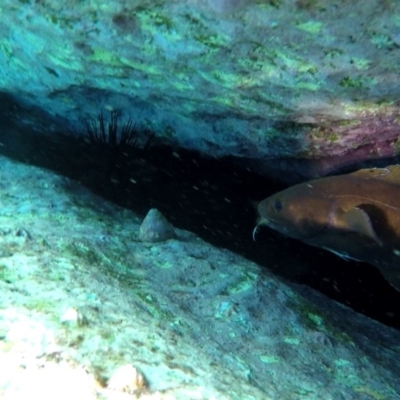 Unidentified Shark / Ray at Beecroft Peninsula, NSW - 15 Feb 2019 by pez