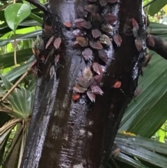 Lyramorpha rosea (Litchi stink bug) at Broughton, NSW - 21 Jan 2019 by Phillolyn
