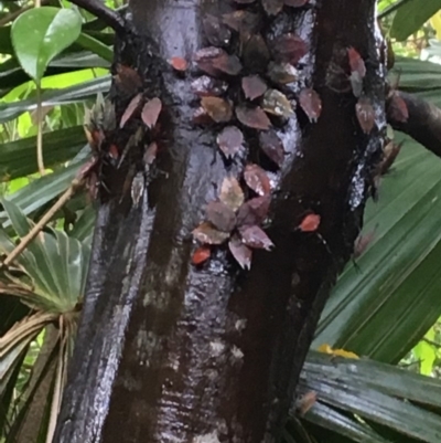 Lyramorpha rosea (Litchi stink bug) at Broughton, NSW - 21 Jan 2019 by Phillolyn