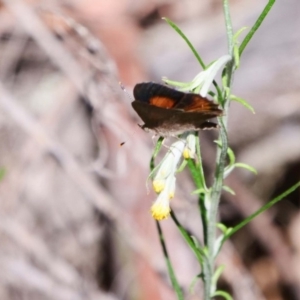 Paralucia pyrodiscus at The Ridgeway, NSW - suppressed