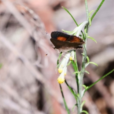 Paralucia pyrodiscus (Fiery Copper) at Molonglo Gorge - 30 Dec 2018 by DPRees125