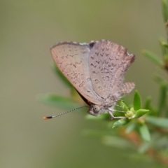 Paralucia pyrodiscus at The Ridgeway, NSW - suppressed