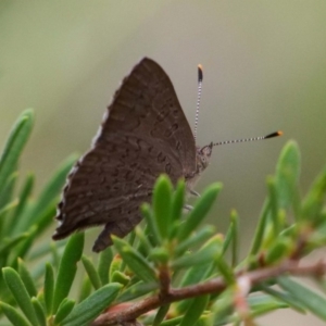 Paralucia pyrodiscus at The Ridgeway, NSW - 31 Dec 2018