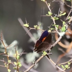 Paralucia pyrodiscus at The Ridgeway, NSW - suppressed