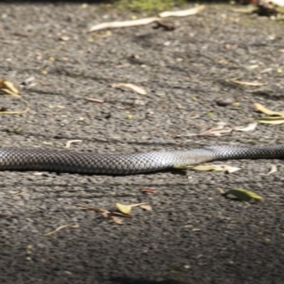 Pseudonaja textilis (Eastern Brown Snake) at Acton, ACT - 19 Feb 2019 by AlisonMilton