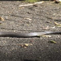 Pseudonaja textilis (Eastern Brown Snake) at ANBG - 19 Feb 2019 by AlisonMilton