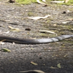 Pseudonaja textilis at Acton, ACT - 19 Feb 2019 03:40 PM