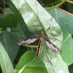 Unidentified Insect (TBC) at Broughton, NSW - 20 Jan 2019 by Phillolyn