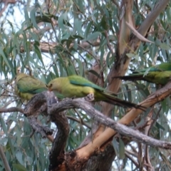 Polytelis swainsonii (Superb Parrot) at Red Hill, ACT - 19 Feb 2019 by JackyF