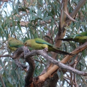 Polytelis swainsonii at Red Hill, ACT - 19 Feb 2019