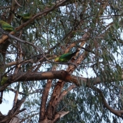 Polytelis swainsonii at Red Hill, ACT - suppressed
