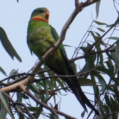 Polytelis swainsonii at Red Hill, ACT - 19 Feb 2019