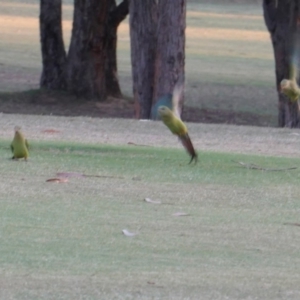 Polytelis swainsonii at Red Hill, ACT - 19 Feb 2019