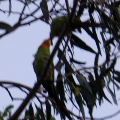 Polytelis swainsonii at Red Hill, ACT - 19 Feb 2019