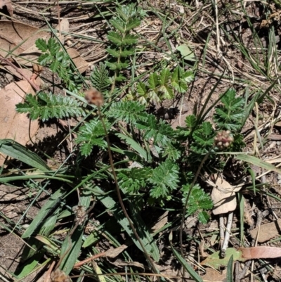 Acaena sp. (A Sheep's Burr) at Hughes Grassy Woodland - 13 Feb 2019 by JackyF