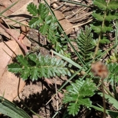 Acaena sp. at Hughes, ACT - 13 Feb 2019