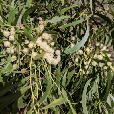 Acacia implexa (Hickory Wattle, Lightwood) at Symonston, ACT - 14 Feb 2019 by JackyF