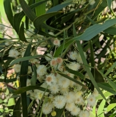 Acacia implexa at Symonston, ACT - 14 Feb 2019