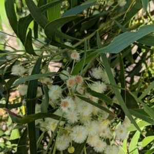 Acacia implexa at Symonston, ACT - 14 Feb 2019