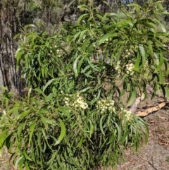 Acacia implexa at Symonston, ACT - 14 Feb 2019 10:34 AM