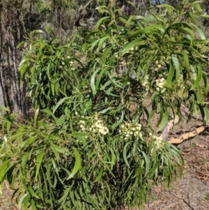 Acacia implexa at Symonston, ACT - 14 Feb 2019