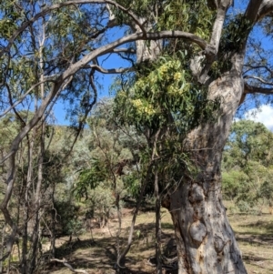 Acacia implexa at Symonston, ACT - 14 Feb 2019