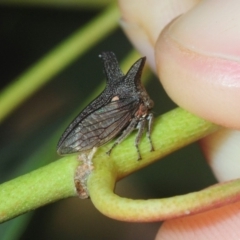 Ceraon sp. (genus) (2-horned tree hopper) at Jerrabomberra Wetlands - 16 Feb 2019 by Harrisi