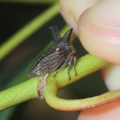 Ceraon sp. (genus) (2-horned tree hopper) at Fyshwick, ACT - 17 Feb 2019 by Harrisi