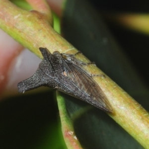 Ceraon sp. (genus) at Fyshwick, ACT - 17 Feb 2019