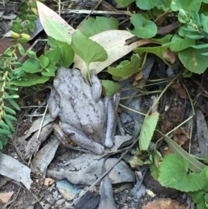 Litoria peronii at Aranda, ACT - 19 Feb 2019