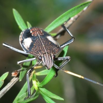 Poecilometis sp. (genus) (A Gum Tree Shield Bug) at Jerrabomberra Wetlands - 17 Feb 2019 by Harrisi